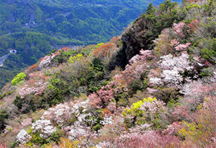 寒霞渓 山桜